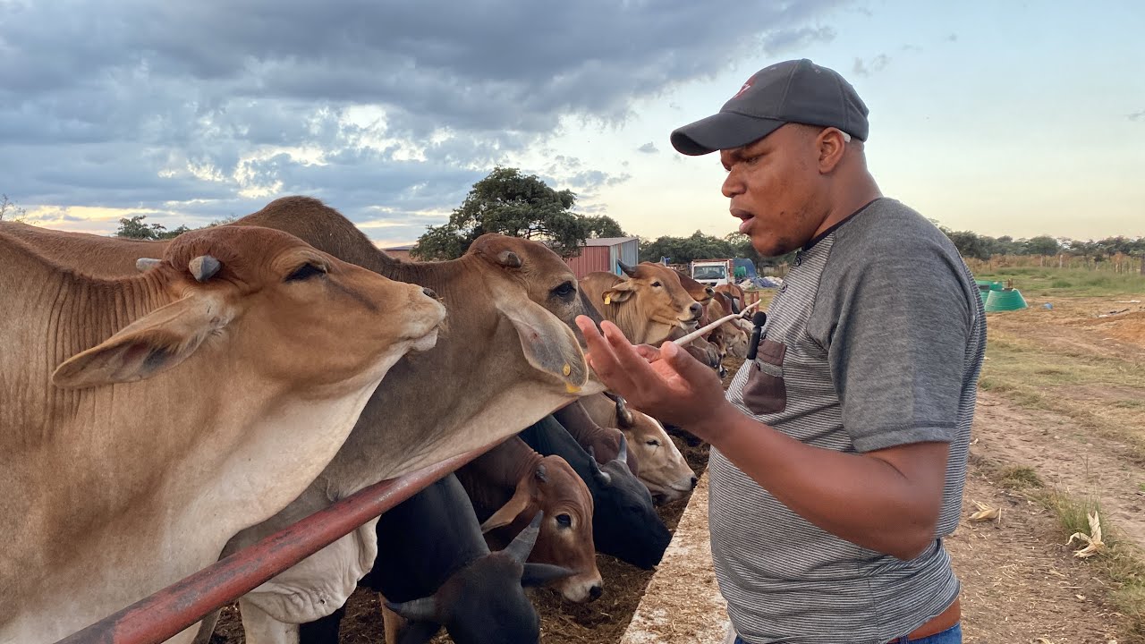 How to design feedlot infrastructure- feed and water troughs