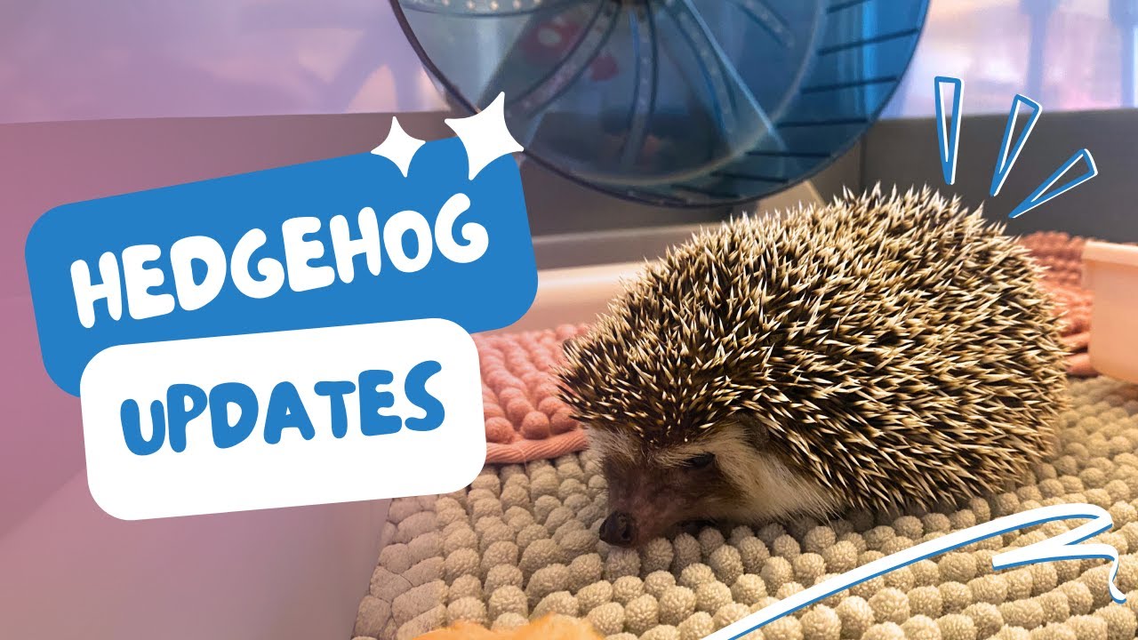 Updates on My New Hedgehog & Prepping to Move | Pet Vlog