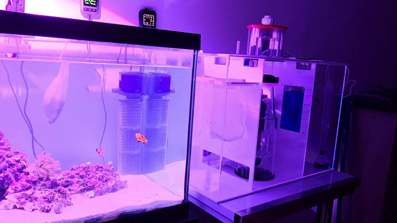 75-Gallon Reef Tank: Updates on Water Quality #shortvideo #aquarium #reeftank #sump #reverseosmosis 