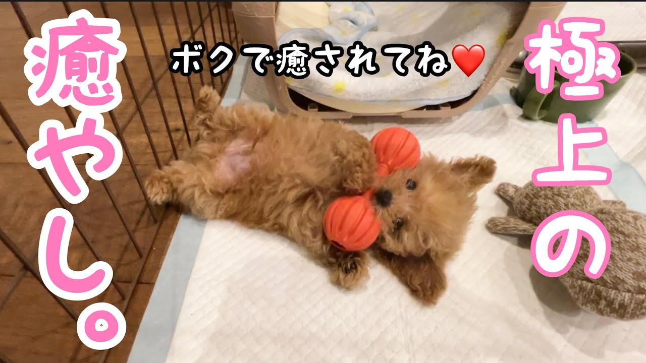 【癒し動画】極小トイプーは極上の癒やし☺️💕