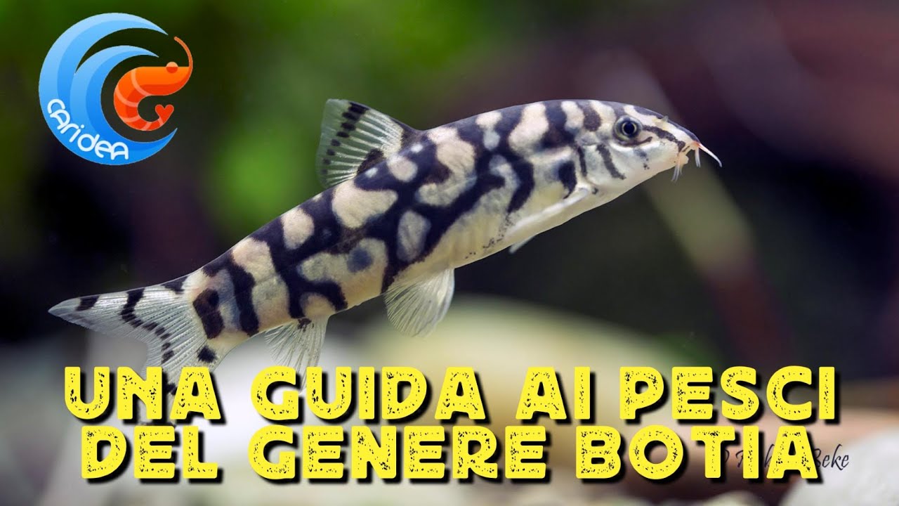 UNA GUIDA AI PESCI DEL GENERE BOTIA (COBITIDI / BOTIDI)
