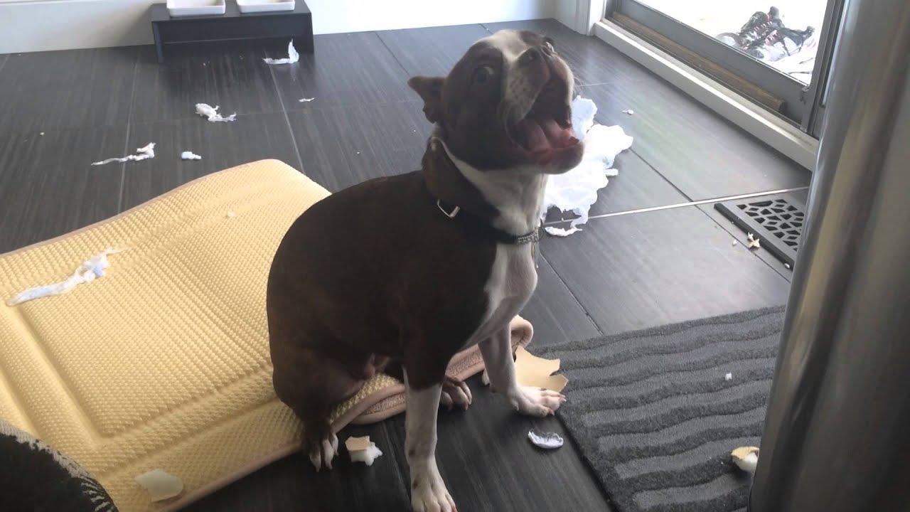 Bad Boston Terrier Puppy