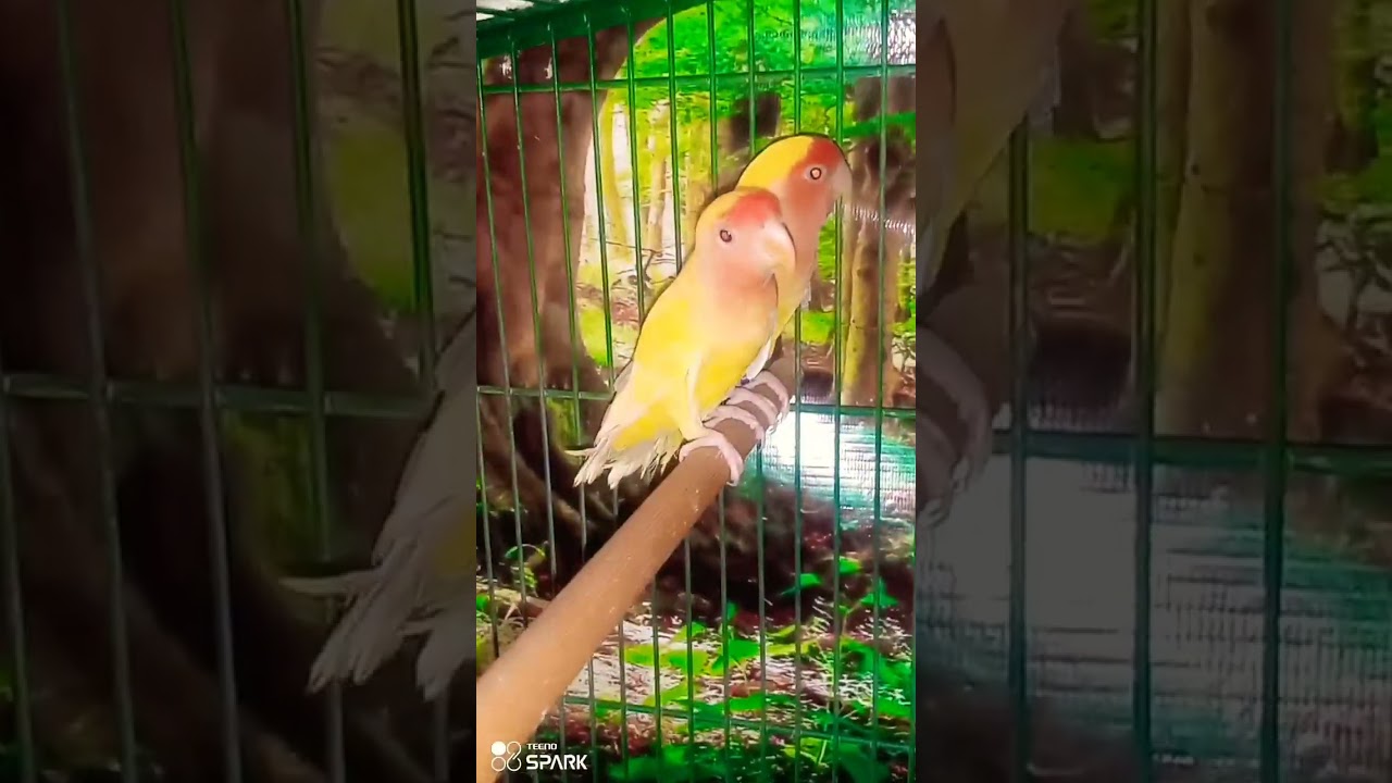 my new parrot video #subscribe #daylife #youtubeshorts #newvideo #bird