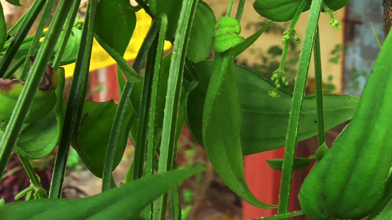 Документальный фильм о лекарственных растениях: МАНДЖИШТА (Rubia cordifolia L.)
