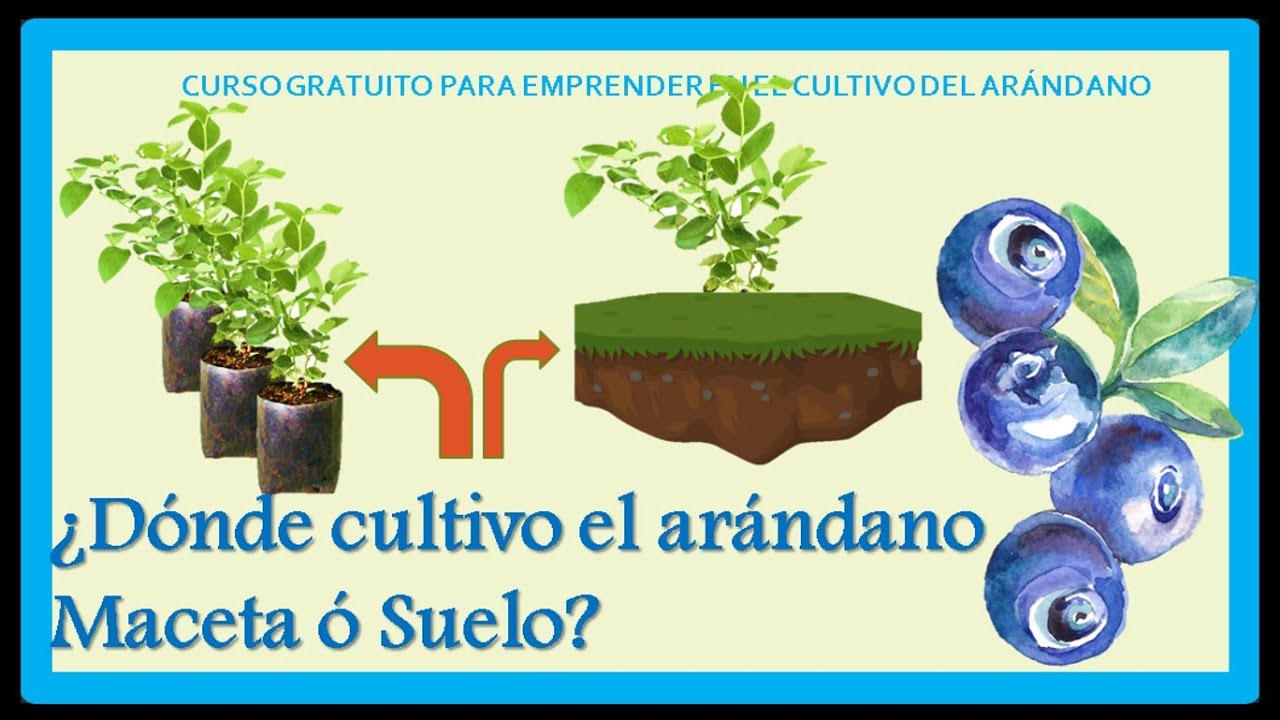 ¿DONDE SE CULTIVAN LOS ARANDANOS?