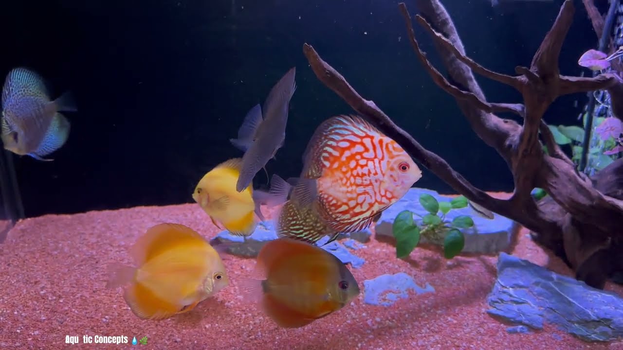 Aquascaping Made Simple: 5 Easy Tank Designs For Both Discus and Angel Fish