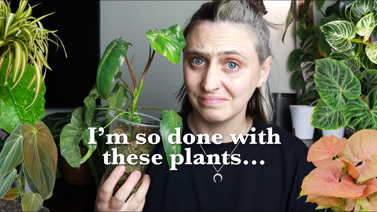 Plants I'm Giving Up On 🙅🏻‍♀️🪴