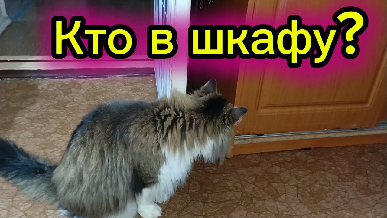 Кто в шкафу? 