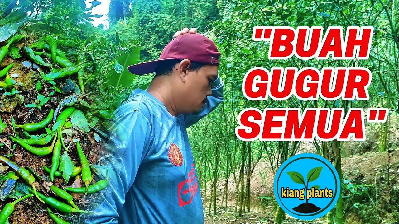 BUAH GUGUR,DAUN LURUH DAN POKOKNYA TINGGAL RANTING.KEBUN CILI 2.