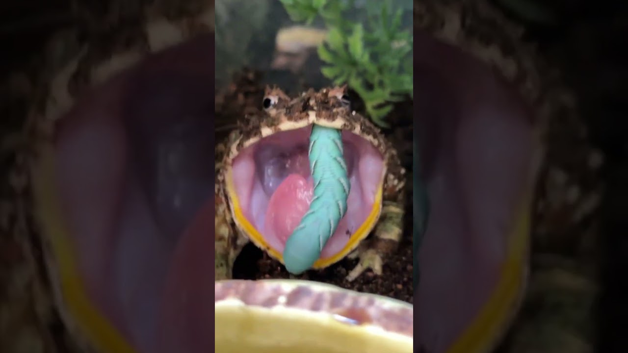GIANT BITE! Pacman Frog Feeding Video! (Ceratophrys cranwelli) #shorts