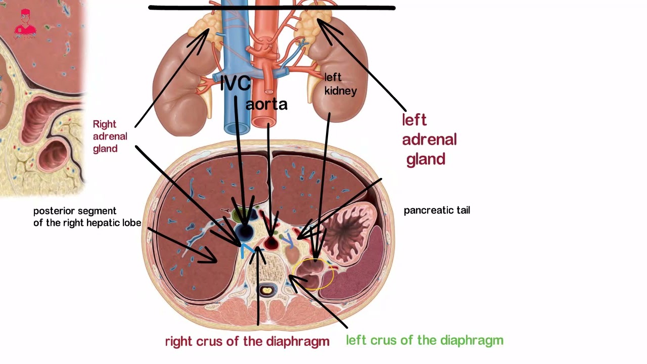 الغدد الكظريه (الفوق كلويه) || ADRENAL GLAND  (SUPRARENAL)