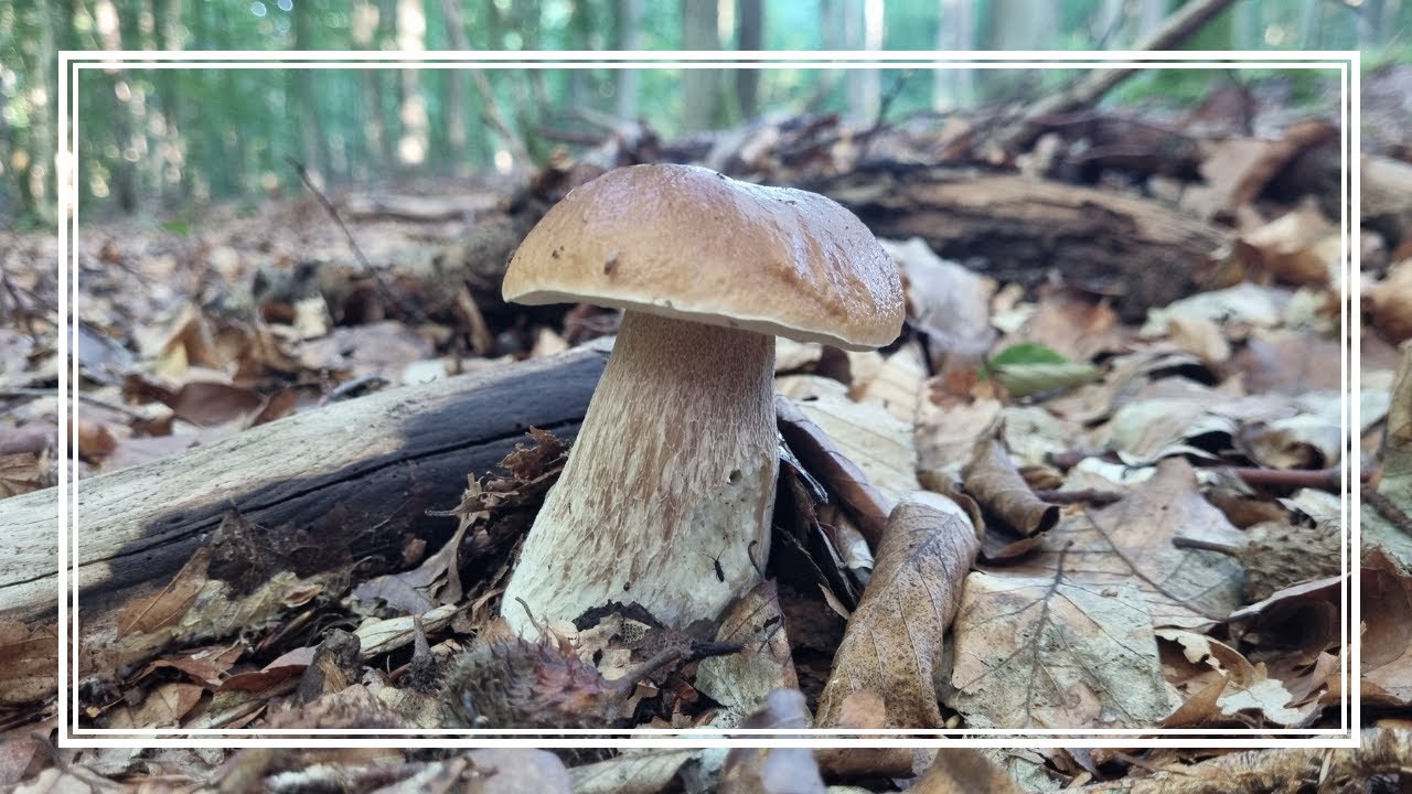 Jakie GRZYBY 🍄🍄🍄 można ZNALEŹĆ w TRÓJMIEJSKIM PARKU KRAJOBRAZOWYM? 🍄‍🟫🍄‍🟫🍄‍🟫🌲🌲🌲