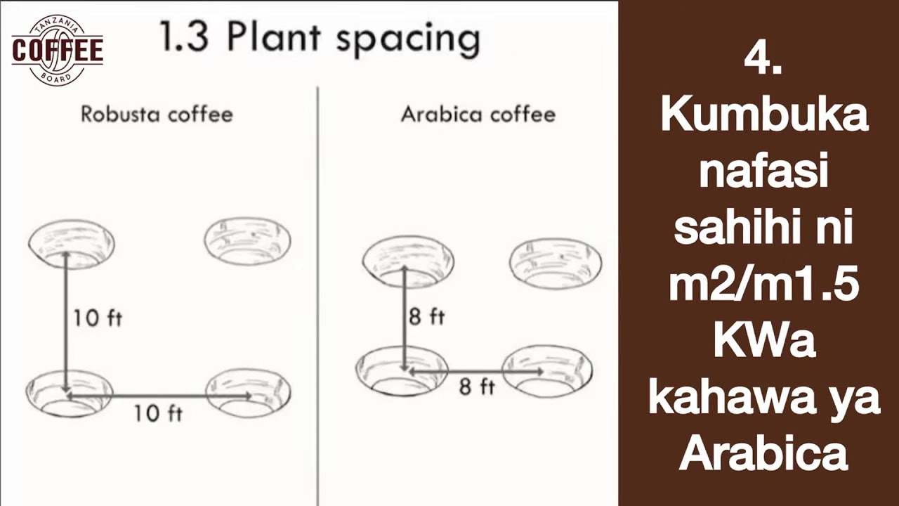 TANZANIA COFFEE AUCTION 13 NOVEMBER, 2025