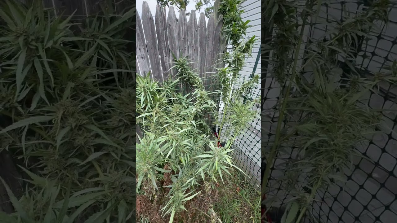 Bayfield Farms NY presents Lemon Tree. #marijuanacommunity #legalmarijuana #harvest #bayfieldfarmny