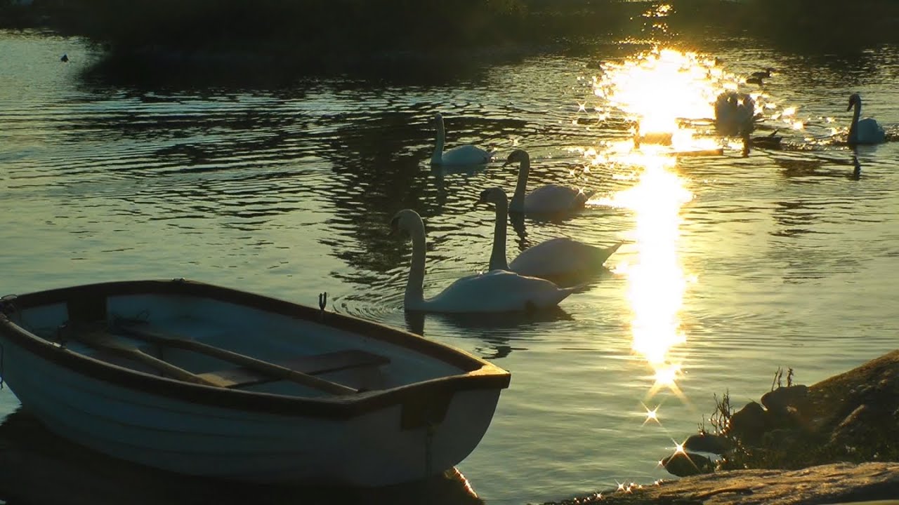 Magic Swans on a Tranquil Lake - Relaxation Music