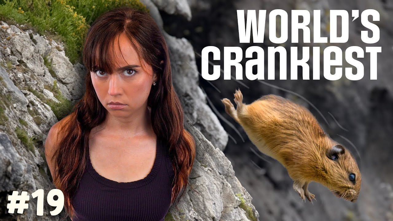 World's Crankiest: Do Lemmings Really Jump Off Cliffs?
