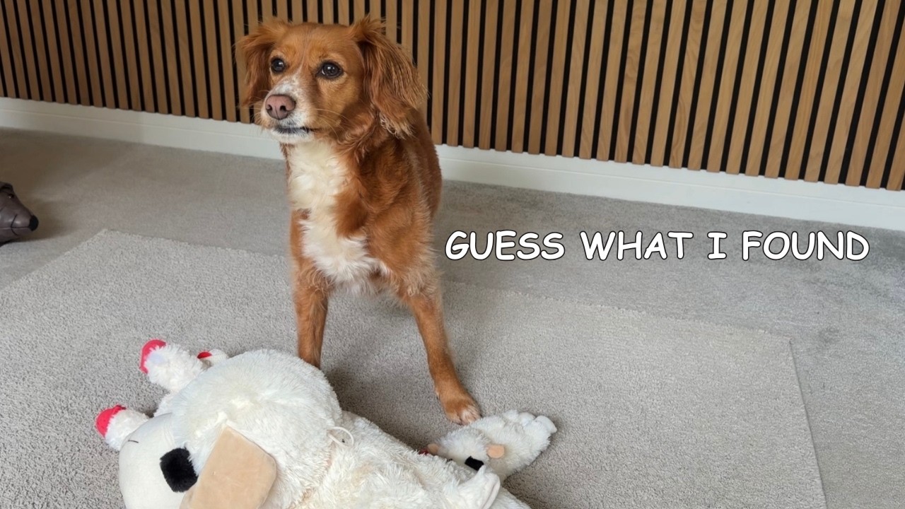 Did My Dog Spot The Camera