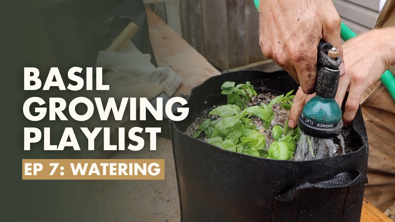 (Ep 7/8) How much Water does Basil need? Basil Growing Guide