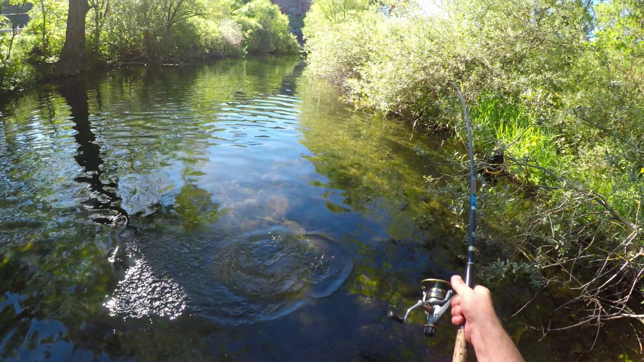 Truchas alta montaña | Rio Luna  |España| Pesca a buldo con moscas secas | Video 4k
