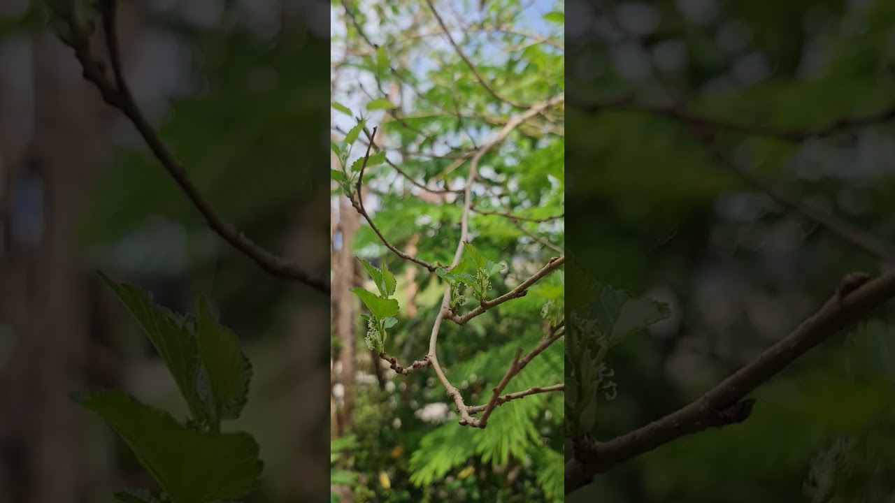 Mulberry flower time