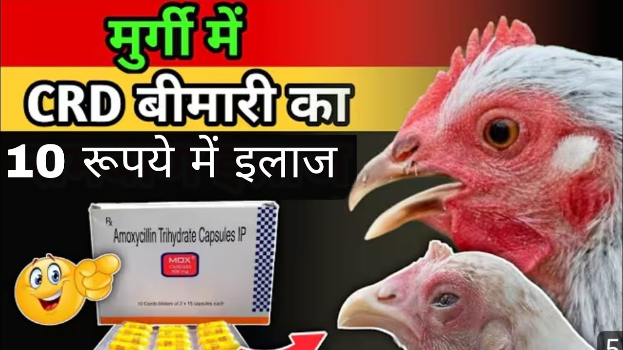 सिर्फ 2 दिन में ठीक कीजिये मुर्गियों का Coryza (Coryza treatment) || the saif farm || #poultryfarm |