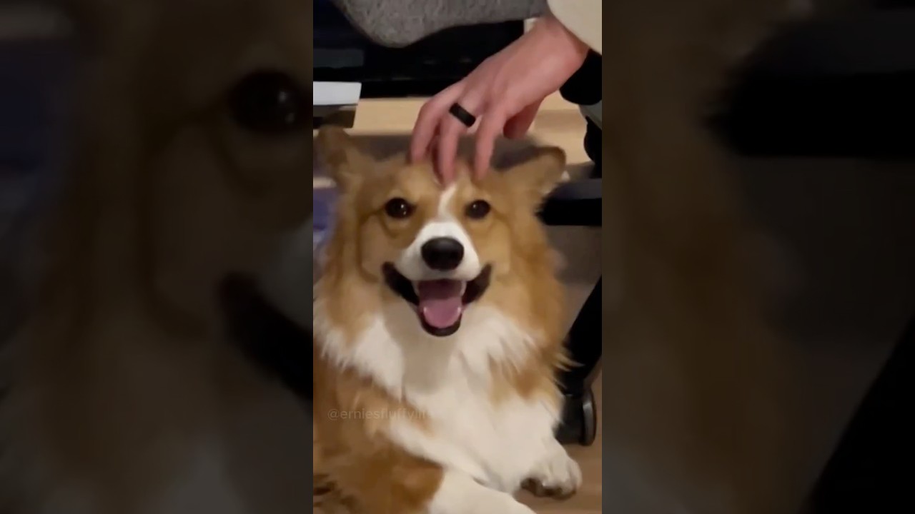 Just a CORGI 💛🐶 #corgi #dogs #puppy