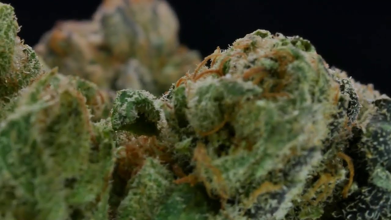 4K Cannabis 006 - MedReleaf Avidekel #SQDC