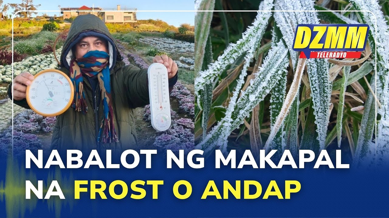 Crops in Atok, Benguet covered in frost due to cold weather | Ligtas Dapat (24 January 2026)