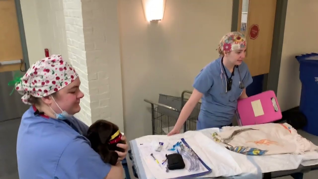 Valentina the homeless chocolate lab puppy undergoes successful surgery