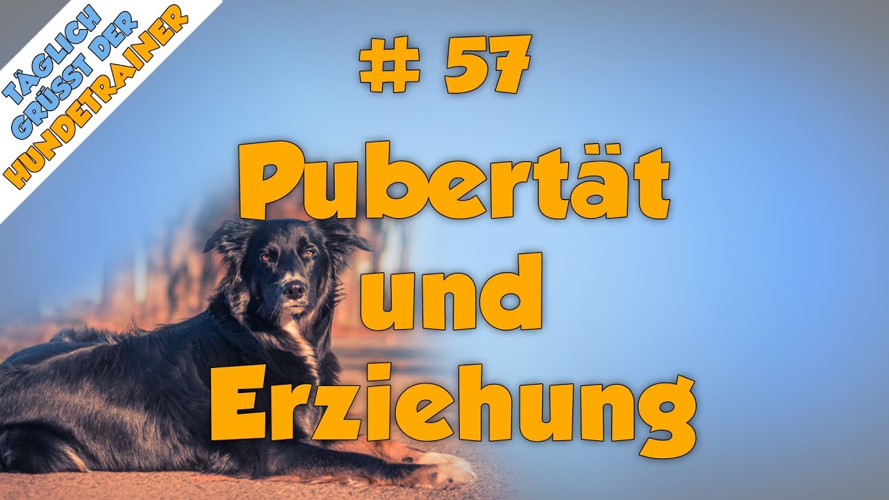 Pubertät und Erziehung beim Hund - TGH 57