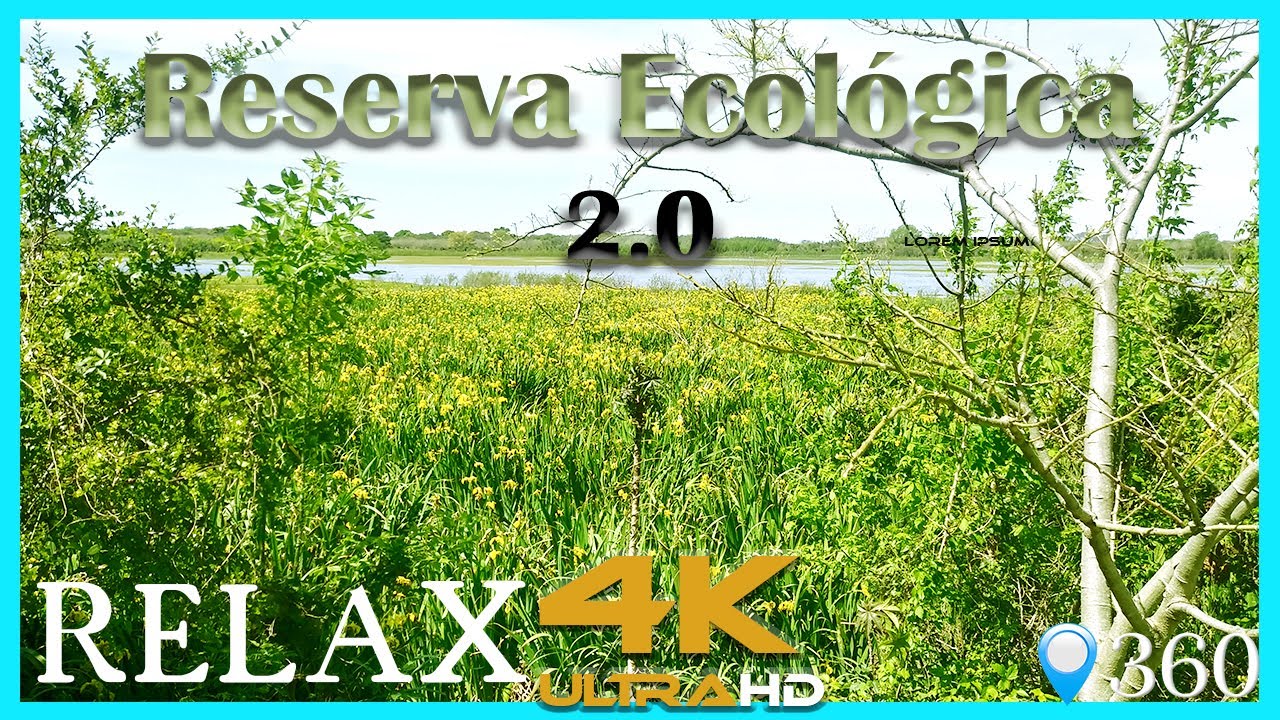 RESERVA ECOLOGICA 2.0 🌿 RELAX😌| Música y Sonido ambiente 🎵