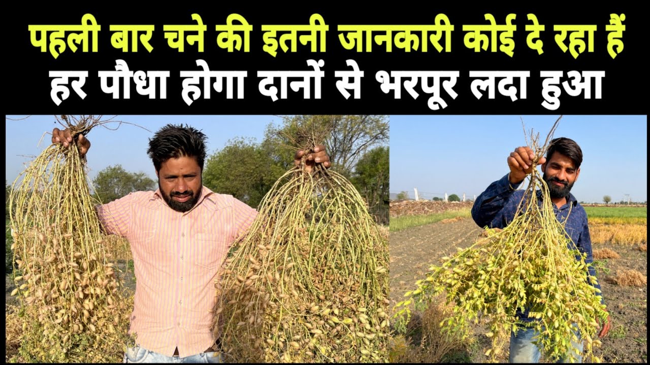 चने की खेती ऐसे की तो होगी बम्पर उपज || Chane ki kheti kaise kare || Chana ki Kheti kaise kare ||