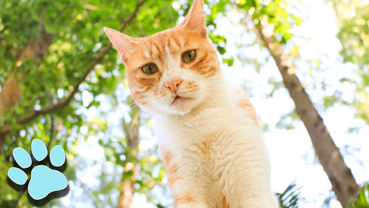100 Sassy Cat Videos! | Funny Cats Compilation