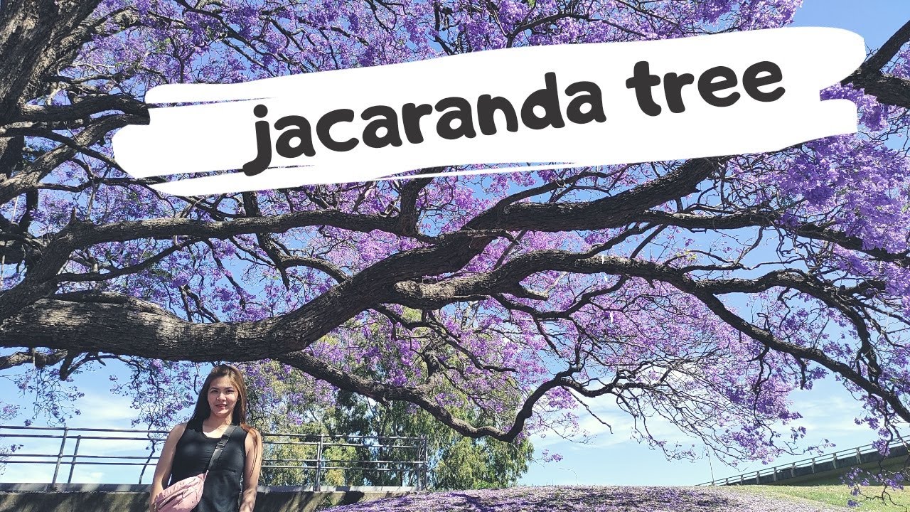 Jacaranda Tree Hunting in Australia 2020