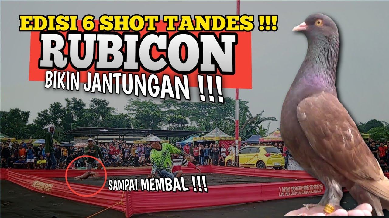EDISI 6 SHOT SADIS RUBICON TEAM MUTIARA SABILLA sang juara 1 putaran 5 liga PMKN lapak bravo arena