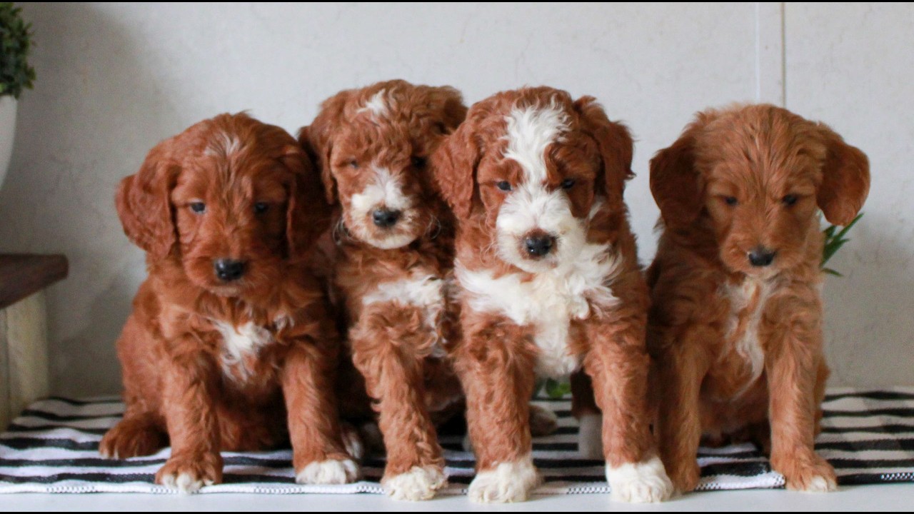 Mini Goldendoodle Puppies for Sale