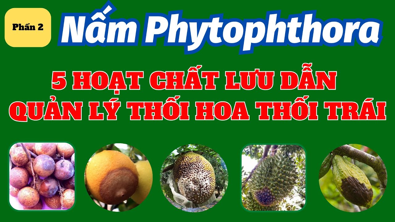 Phần 2: Top 5 hoạt chất lưu dẫn quản lý Phytophthora | Bệnh thối hoa thối trái do nấm Phytophthora