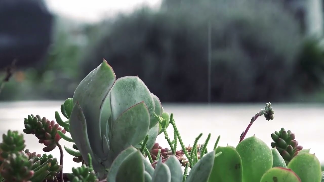Soothing Succulents in the Rain