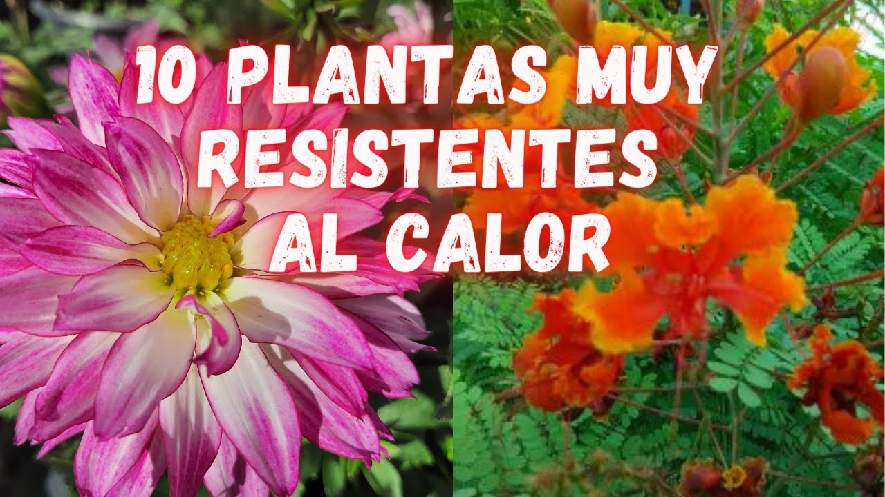 10 Plantas Muy Resistentes Al SOL y Que Tienen Muchas FLORES  | PLANTAS de Pocos CUIDADOS | jardin