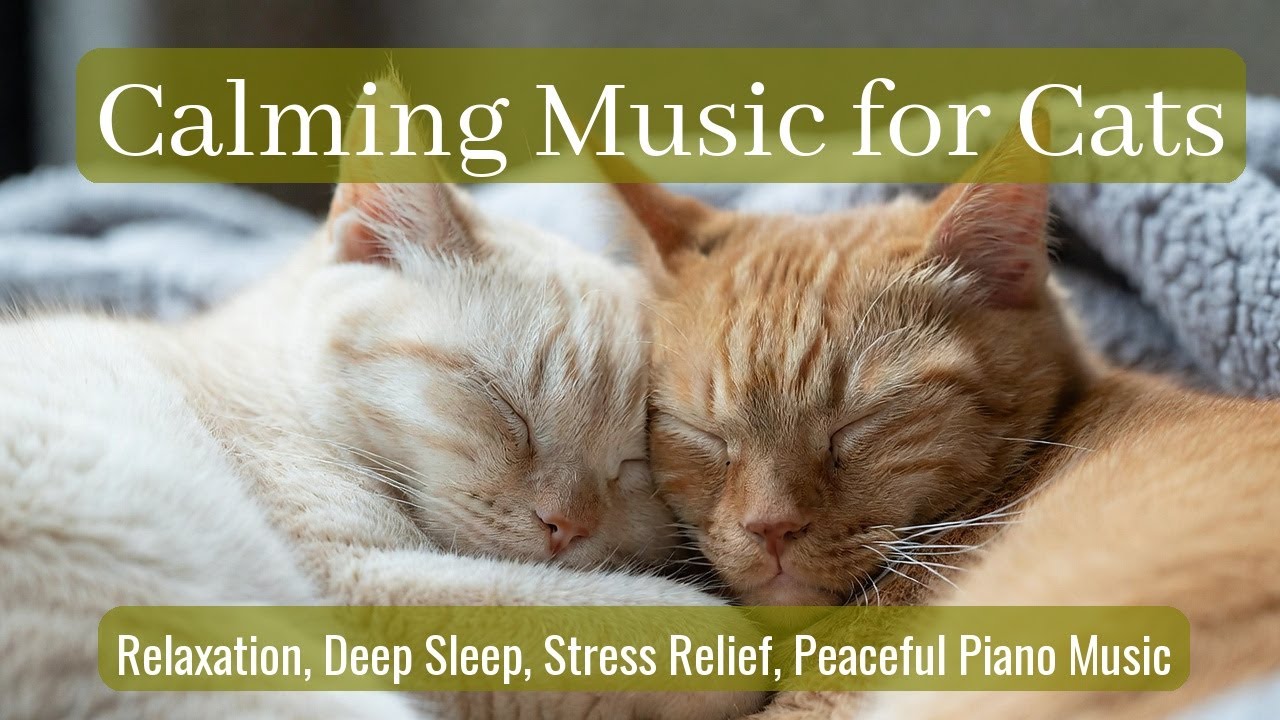 LIVE Peaceful Kitten Sleeping to Reduce Stress 😌 | Season 32