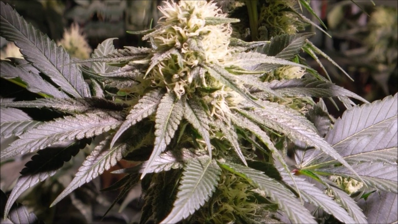 Spectrum King 400+ LED Grow Feat. Kanna Genetics & Trichome Jungle Genetics Ep.3