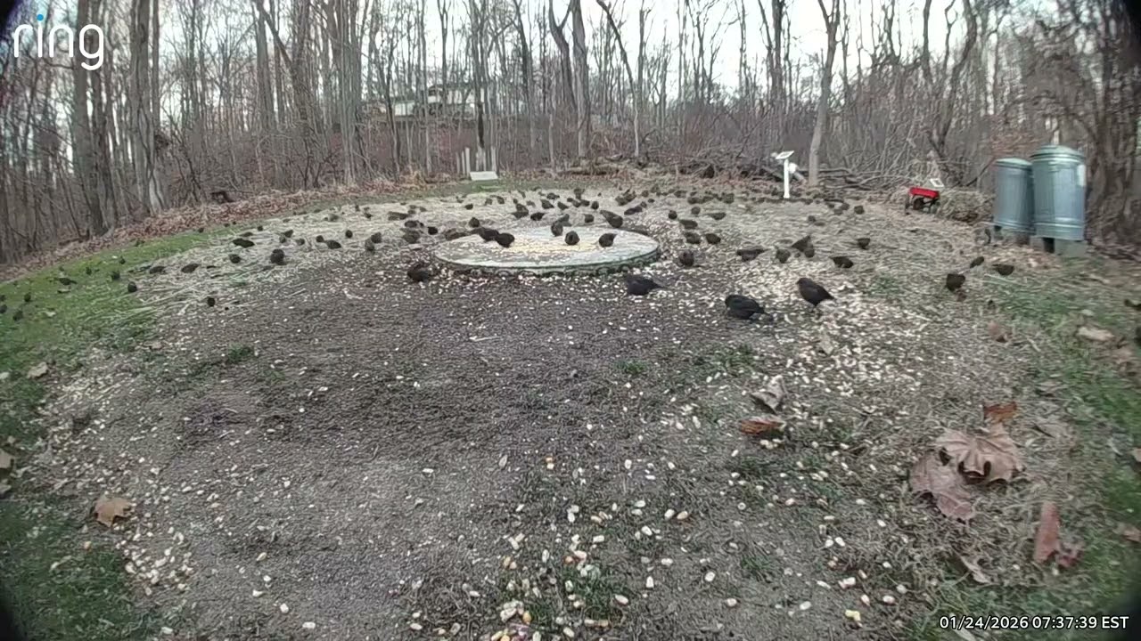 Squirrel Tries to Act Cool While the Crowd Grows