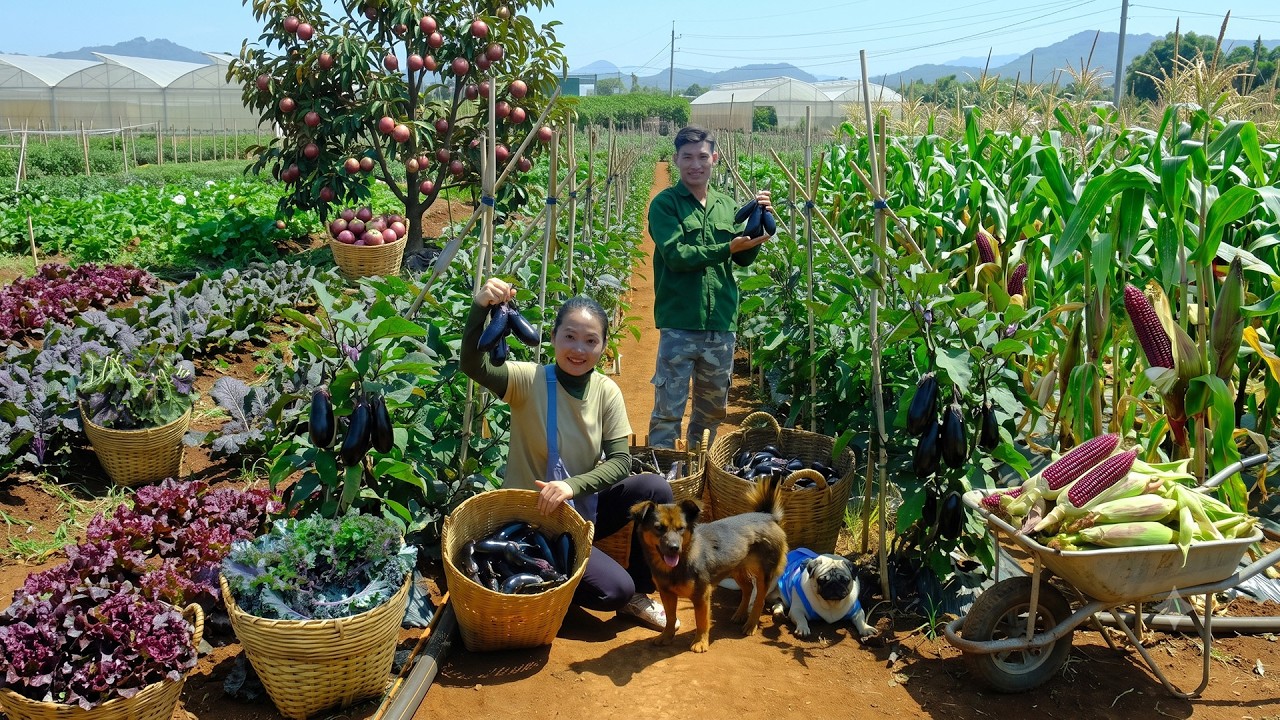300 Days Harvest With My Brother Purple Vegetables: Eggplant, Queen Corn, Star Apple, Lettuce,Kale..