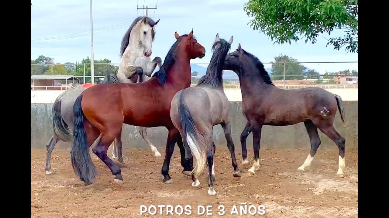 7 Caballos Espa&ntilde;oles Agua Zarca Sueltos Juntos !!!  😱😱😱 Socializaci&oacute;n de Caballos