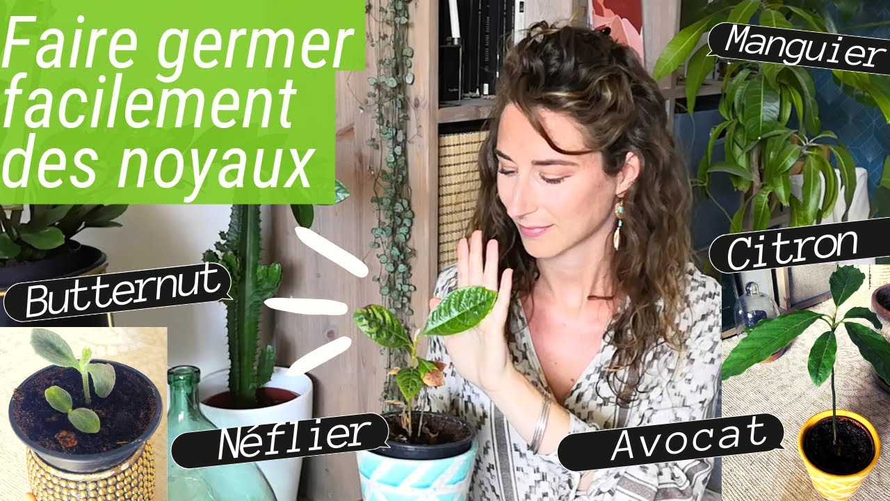Faire germer facilement noyaux d'avocat, de nèfles, graines de butternut et de citron ! 🌱