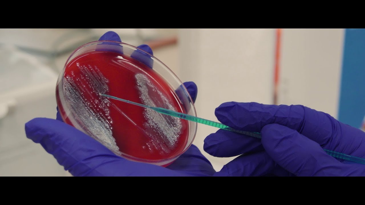 Master in Molecular Microbiology at UNamur