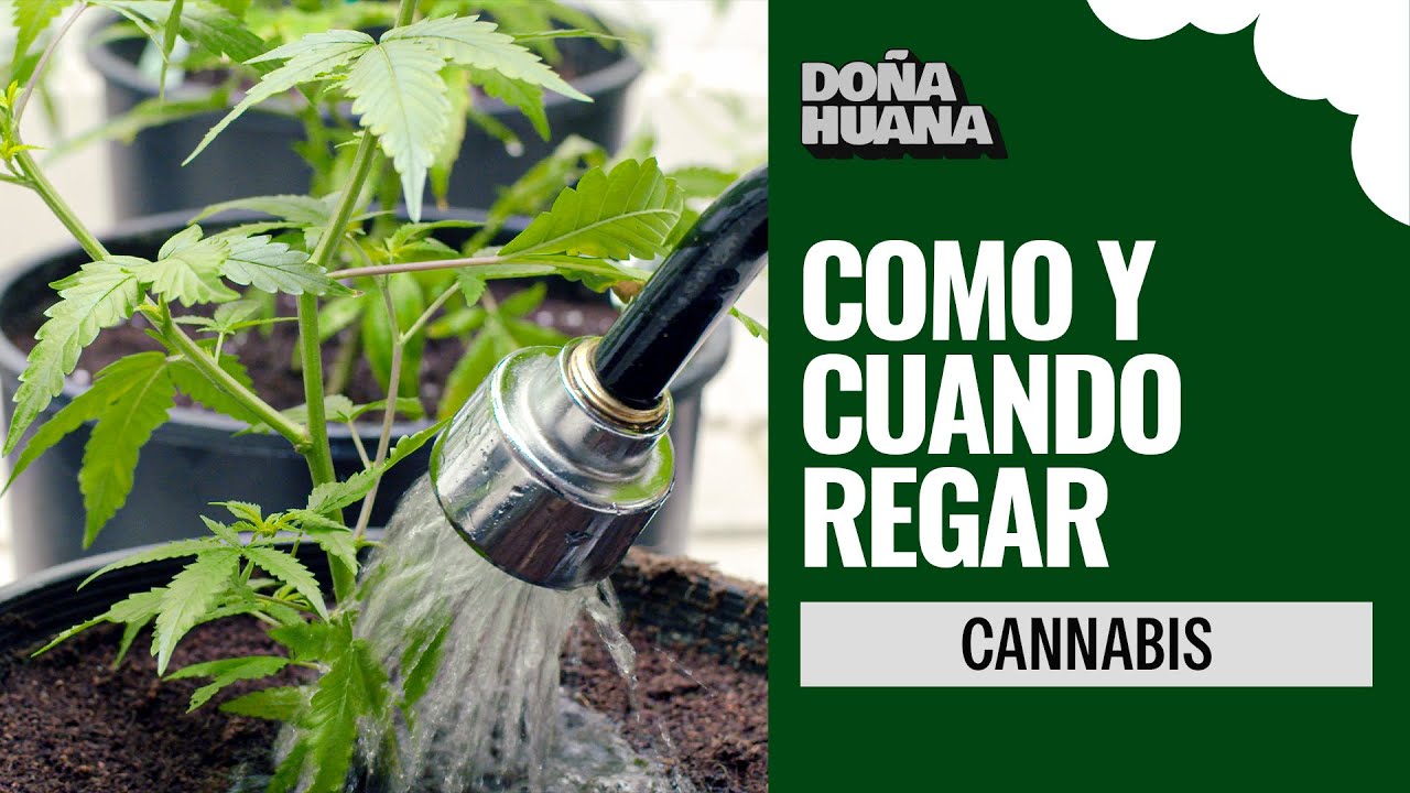 CANNABIS - &iquest;C&Uacute;ANDO Y C&Oacute;MO  REGAR? - CULTIVO PRINCIPIANTES