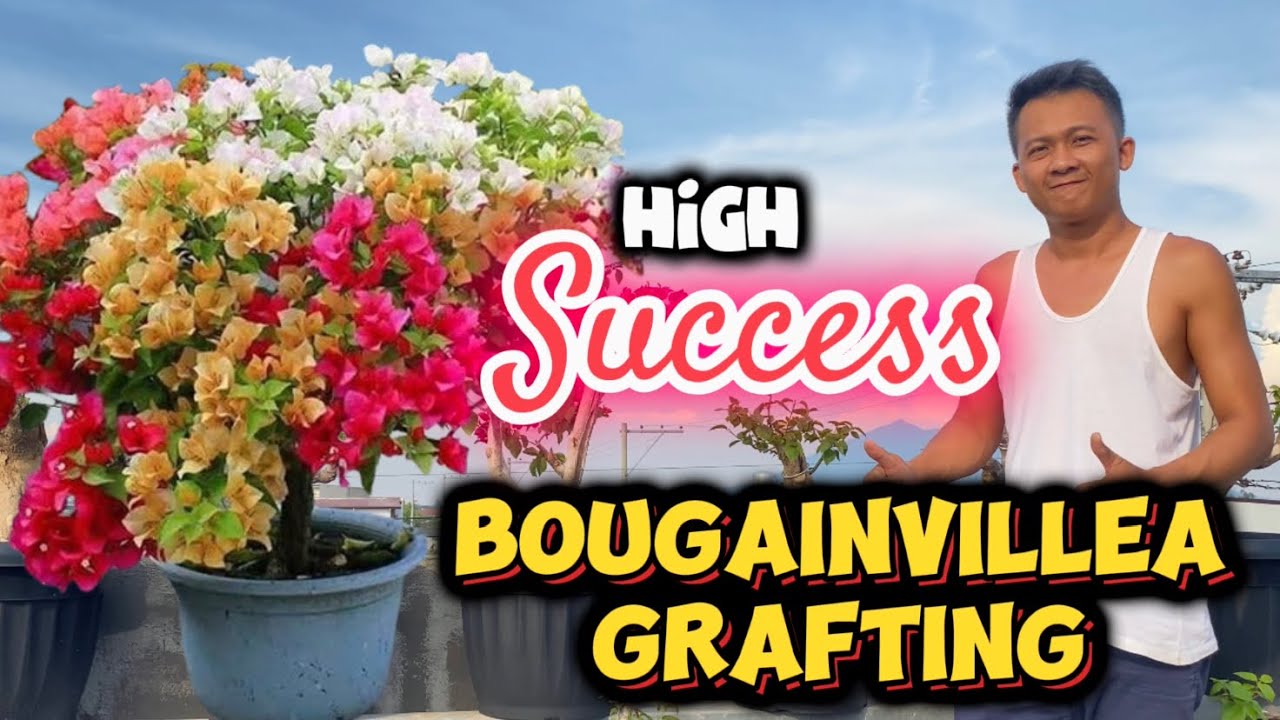 How to graft bougainvillea | Easy steps #bougainvillea #grafting #plants #garden #fyp #flowers