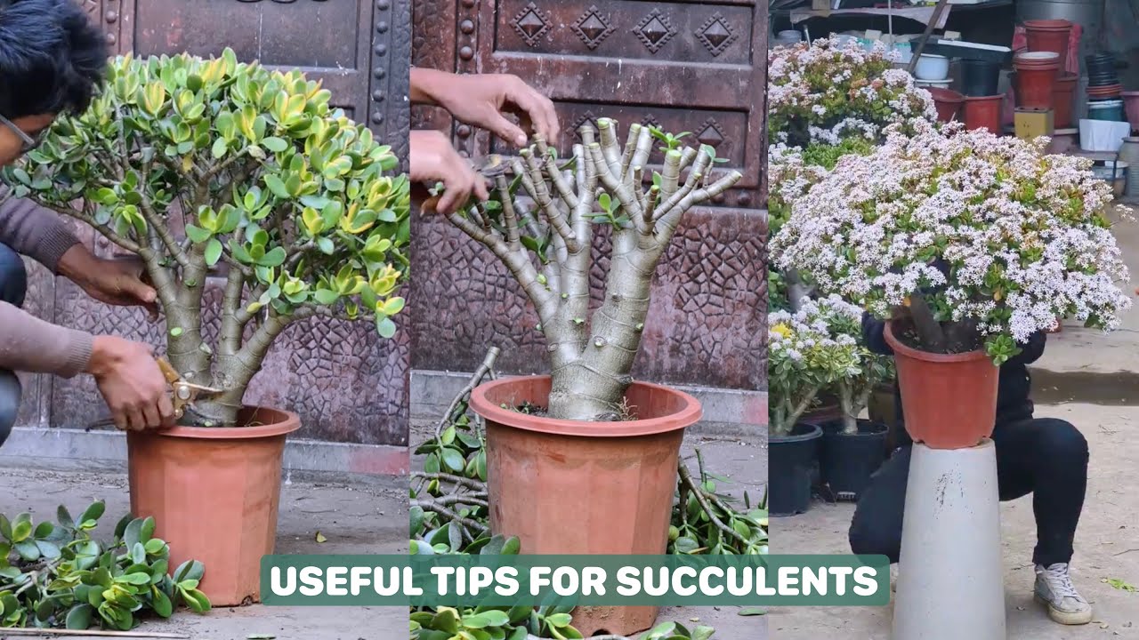 Succulent Success Secrets You Need to Know! | 다육이 | 多肉植物