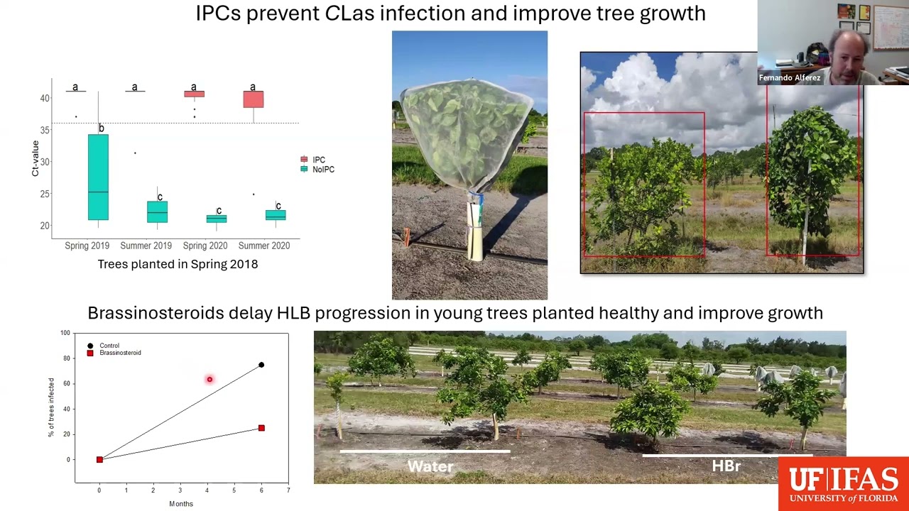 Evaluating Brassinosteroids to improve citrus fruit quality and tree protection under HLB.